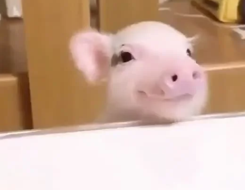 Hyper-Zipping With pigz